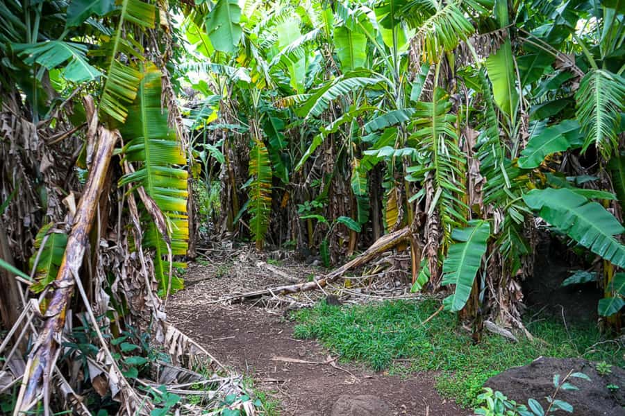 Volcanic Refuges: Excursion to Underground Civilization - Ana Te Pahu is the tour’s real adventure