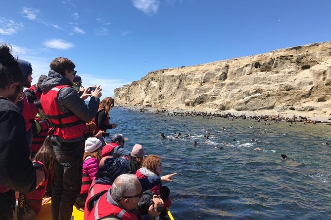 Walk alongside Penguins on Magdalene Island and navigate Marta Island - Why Isla Magdalena is the star of the morning