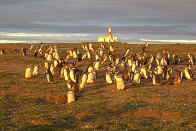 Walk alongside Penguins on Magdalene Island and navigate Marta Island