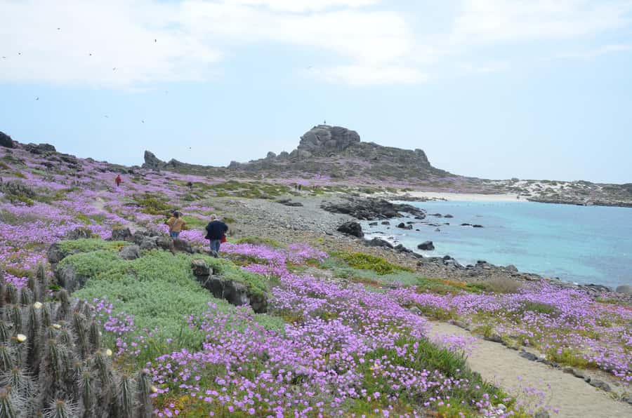 Whales & Humboldt Penguins: Chañaral or Damas island hiking - Key points to know before you book