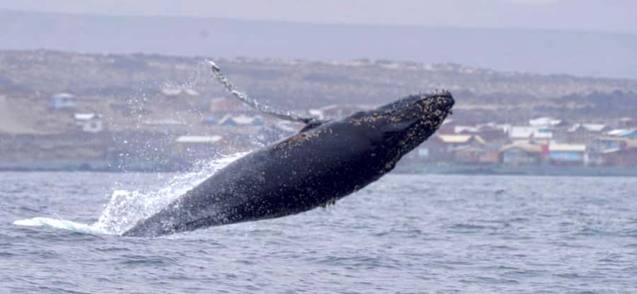 Whales & Humboldt Penguins: Chañaral or Damas island hiking - Caleta Los Hornos and La Higuera