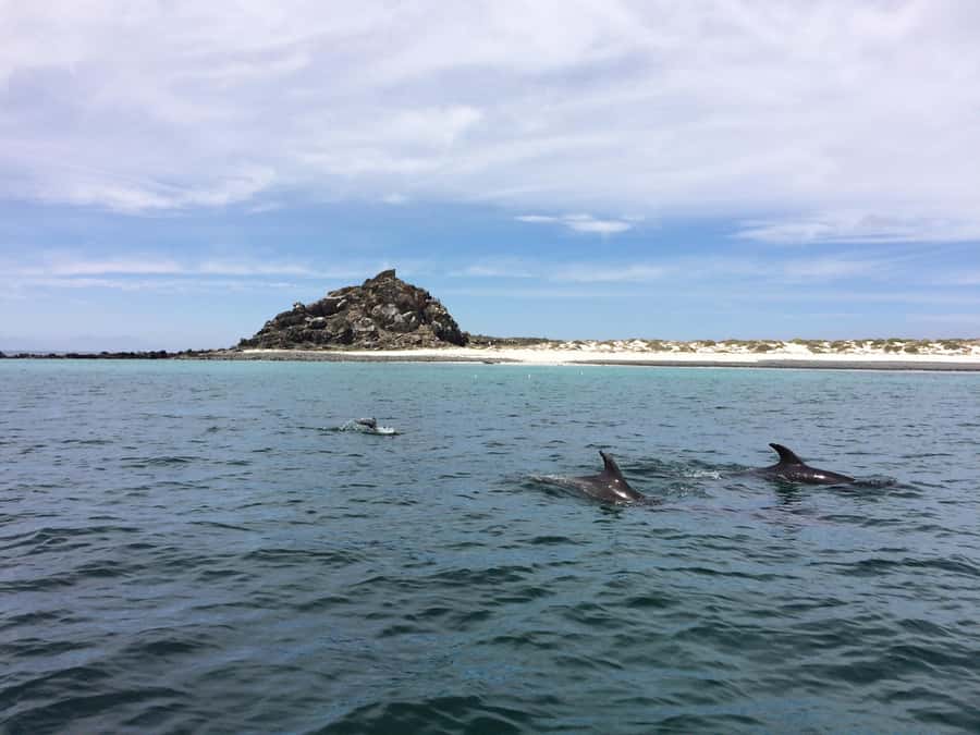 Whales & Humboldt Penguins: Chañaral or Damas island hiking - How the day feels in practice