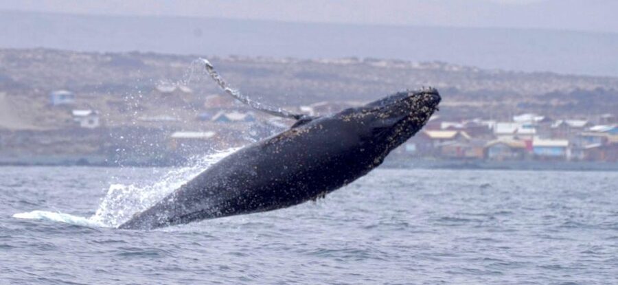 Whales & Humboldt Penguins: Chañaral or Damas island hiking - Who should book this coastal day trip