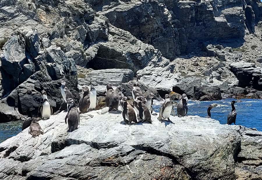 Whales & Humboldt Penguins: Chañaral or Damas island hiking - Punta Teatinos and the Juan Soldado bridge